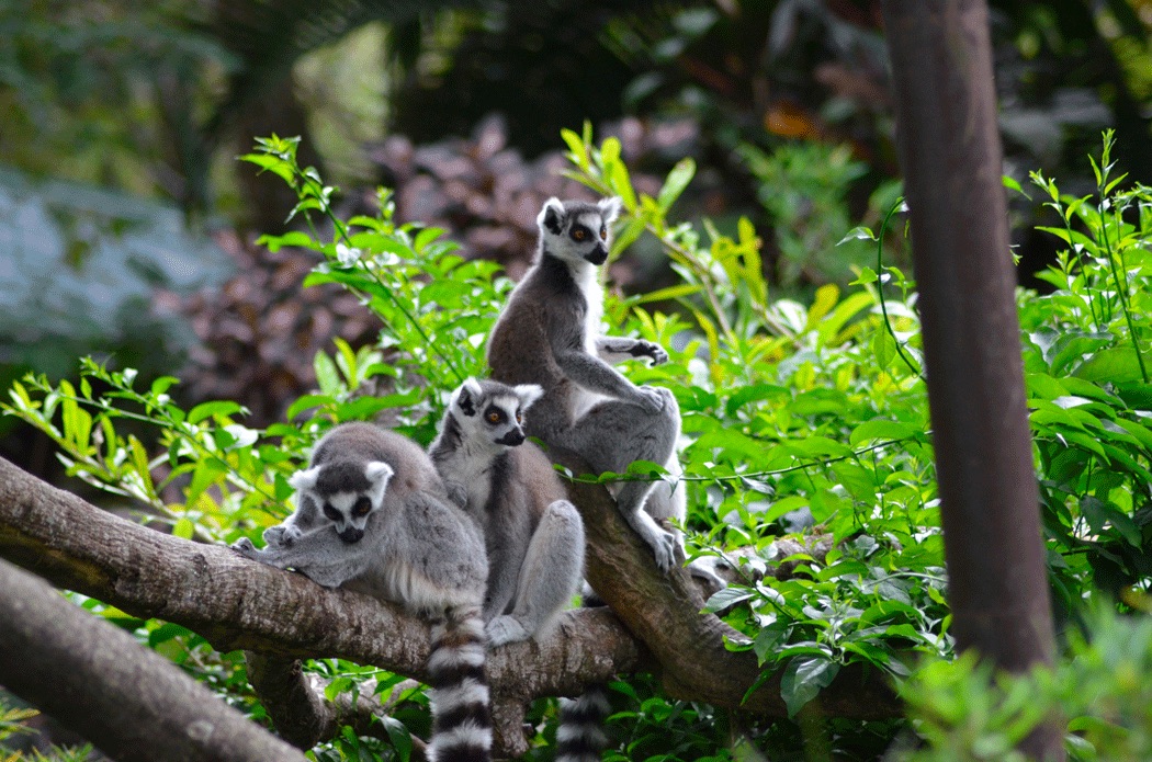 parc d'ivolaina tamatave