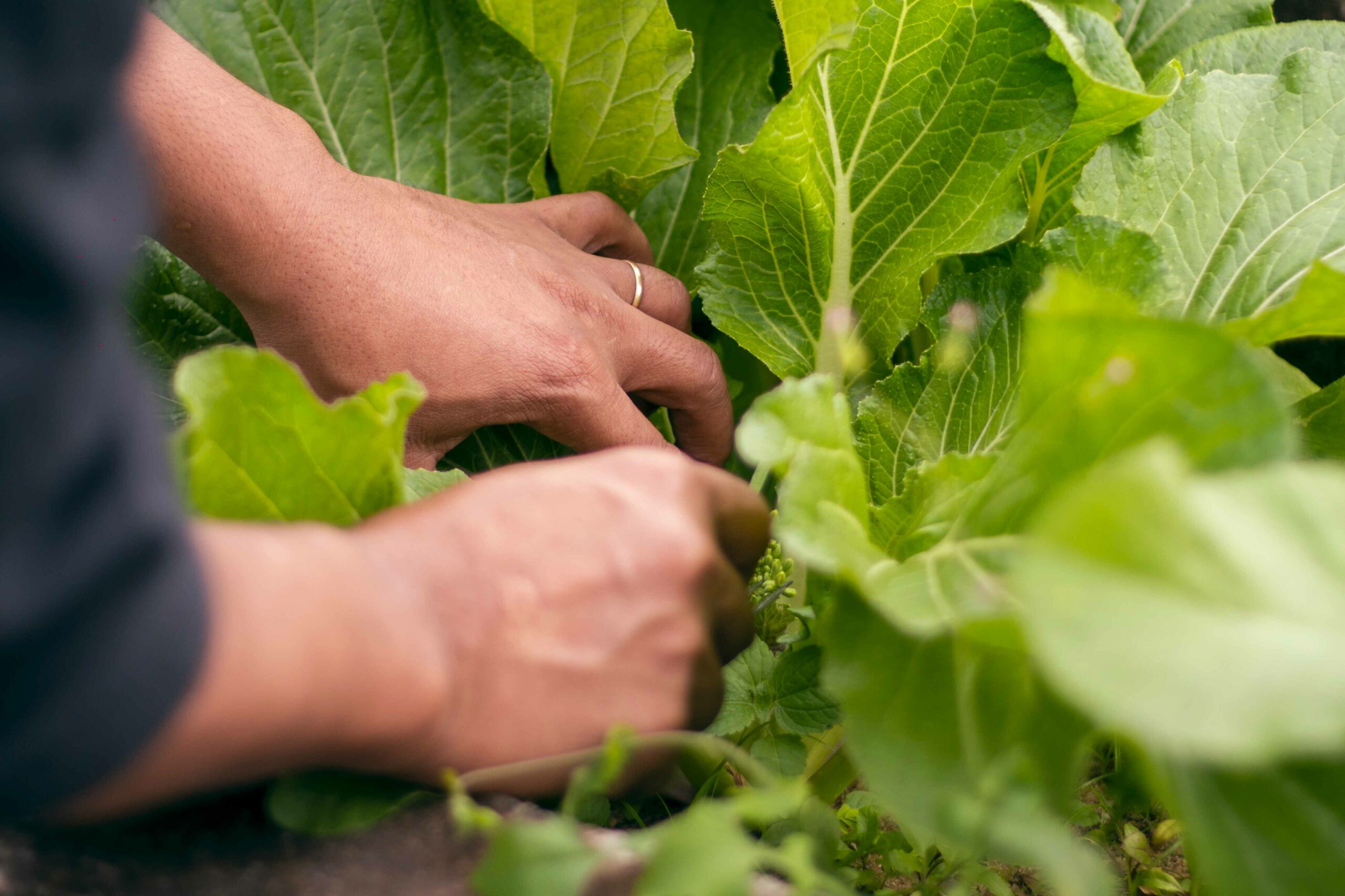 potager urbain calypso hotel & spa tamatave